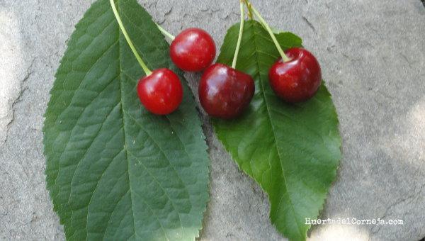 Guindas (izquierda) y cerezas.