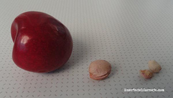 Cereza (var. mejorada): fruta, hueso y semillas