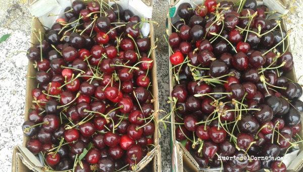 cerezas