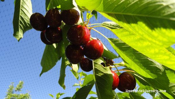 Cerezas maduras protegidas de los pájaros.