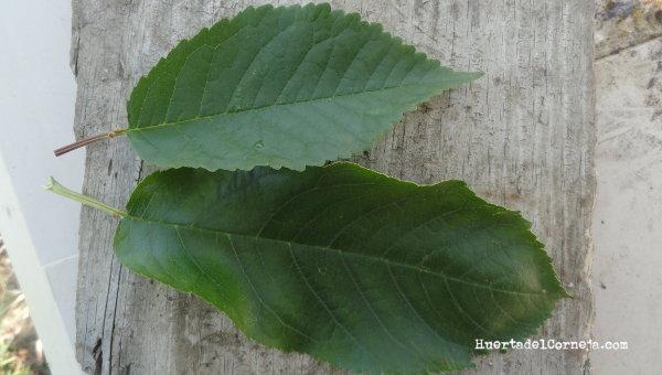 Hojas de cerezo silvestre (arriba) y cultivado.