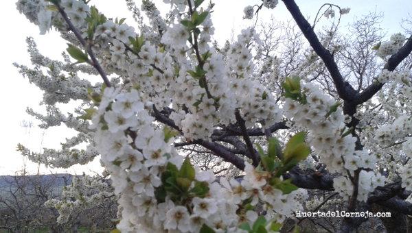 Cerezo en flor.