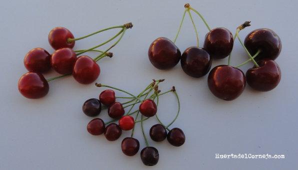 De izquierda a derecha guindas, cerezas silvestres y cerezas.