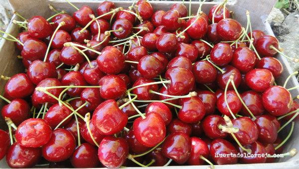 Cerezas tipo California.