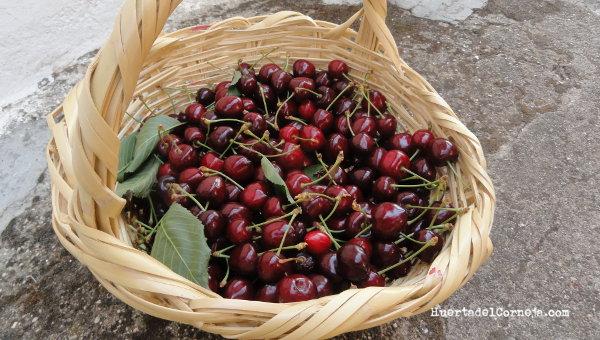 Cesta de cerezas pico negro.