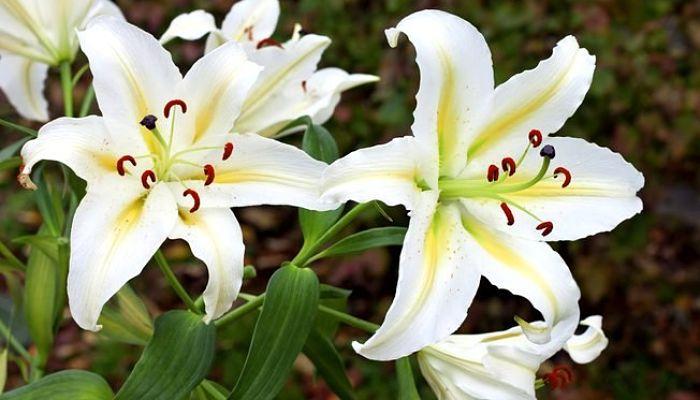 como cuidar los lirios