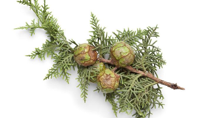 remedios naturales para tratar los sabañones