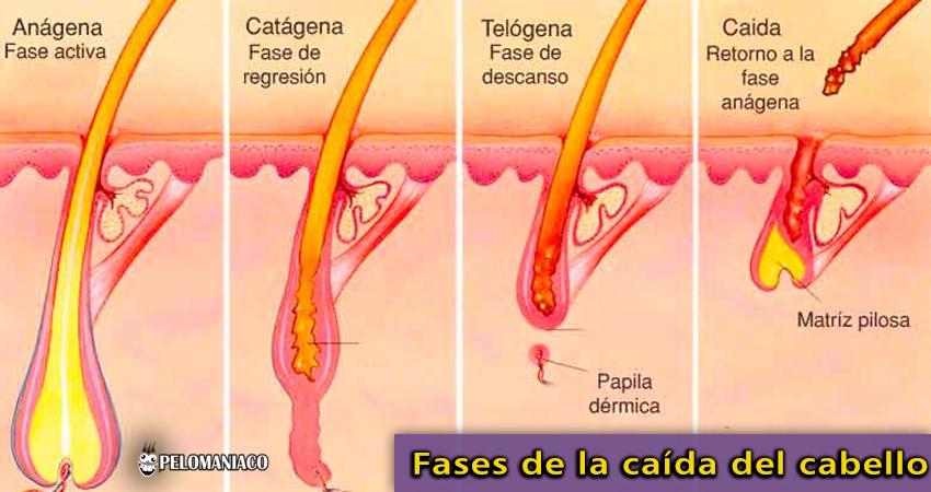porque se cae el cabello en exceso - fases del cabello