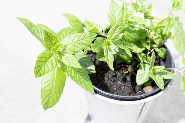 menta