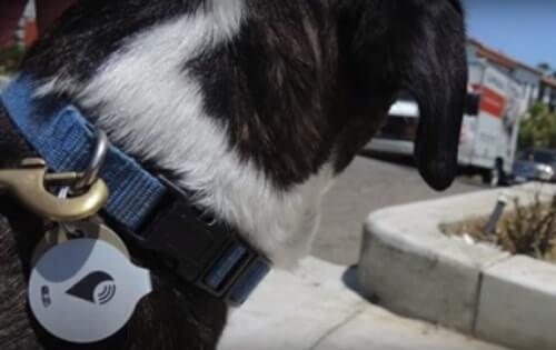 gps tracker para animales