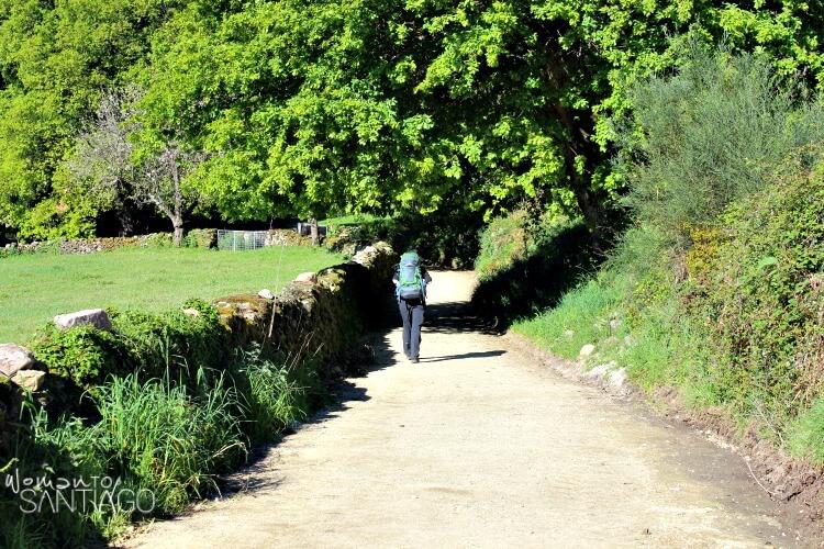 peregrino del camino de santiago entre árboles