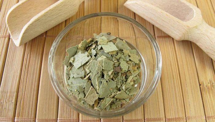 eucalipto para piojos