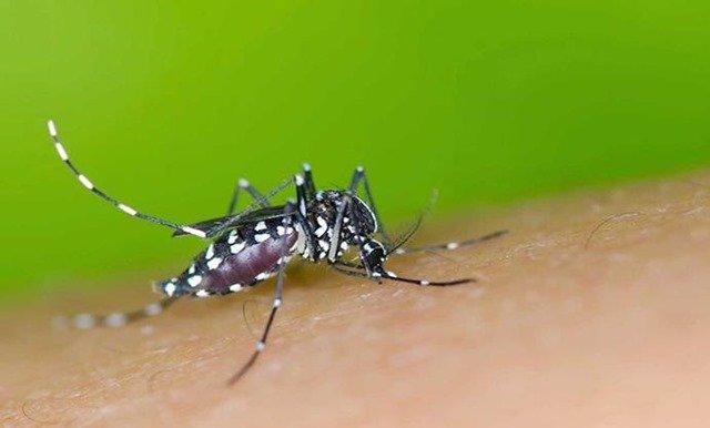 causas del zika