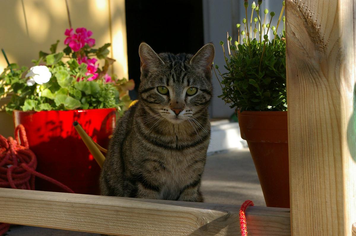 proteger a tu gato del sol