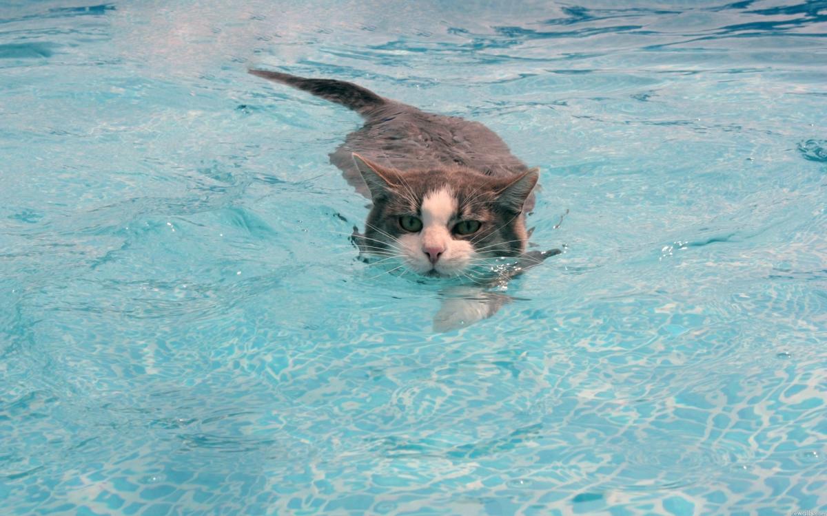 gato en el agua