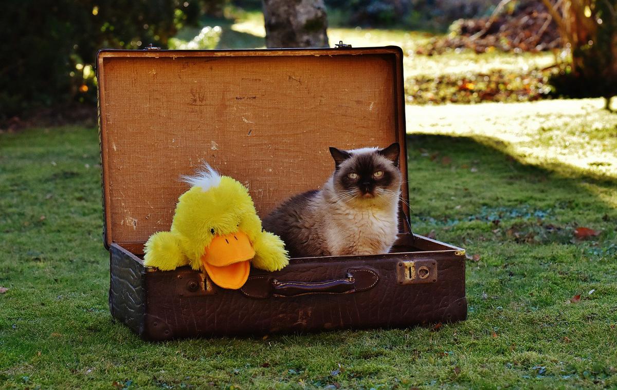 consejos para refrescar a tu gato este verano