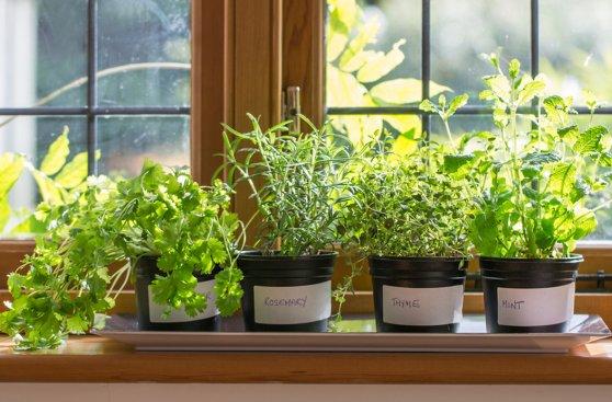 beneficios de tener plantas en la casa