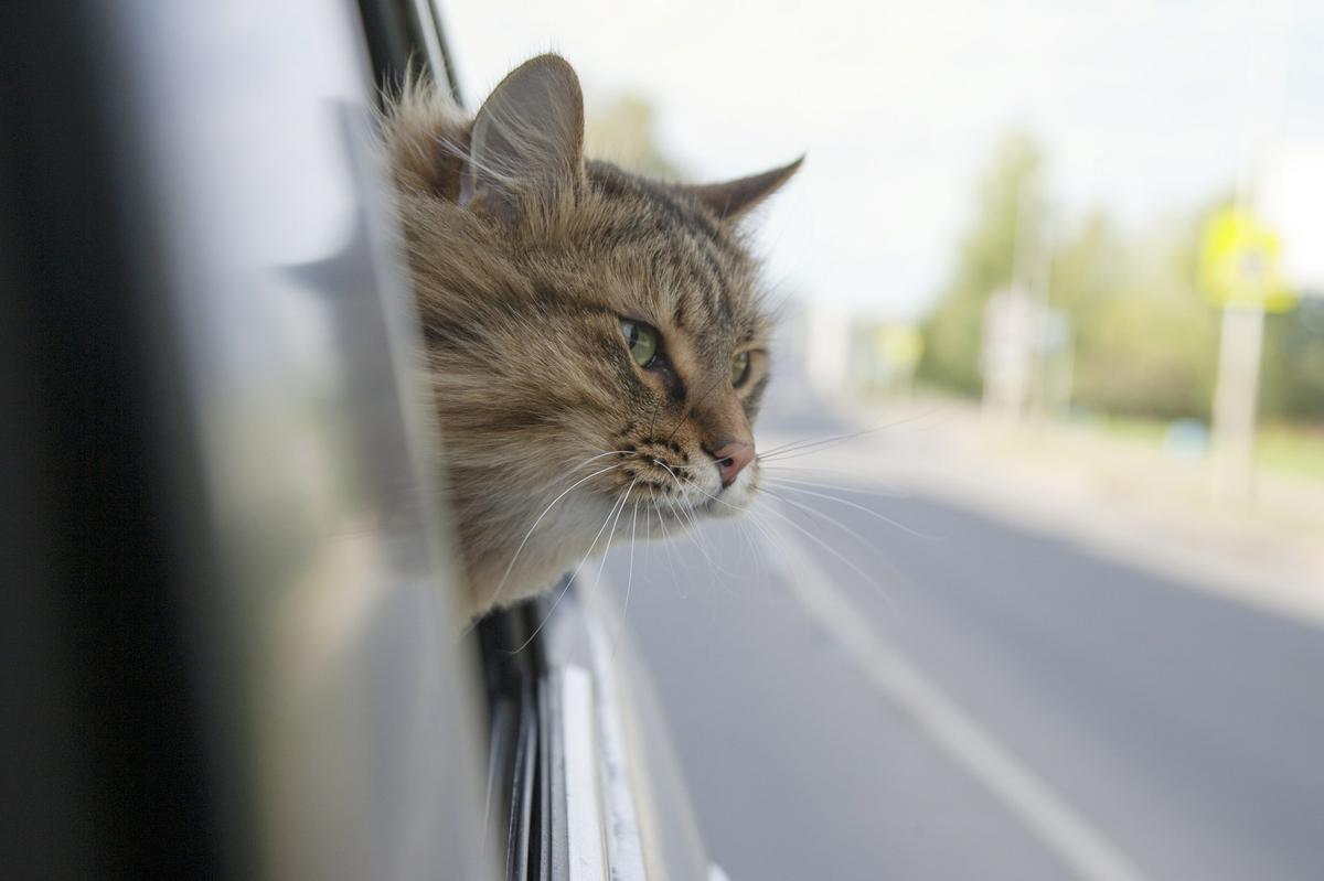 acostumbrar al gato al coche