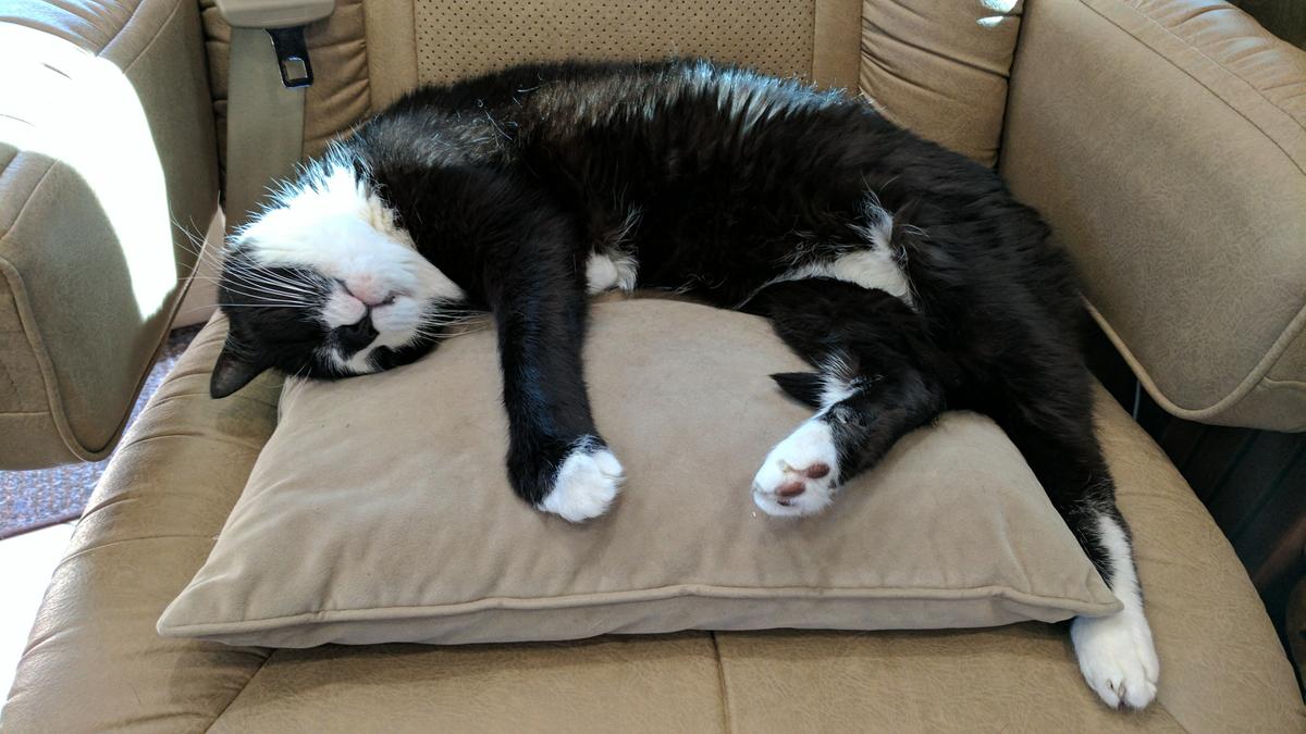 viajar tranquilo en coche con gatos