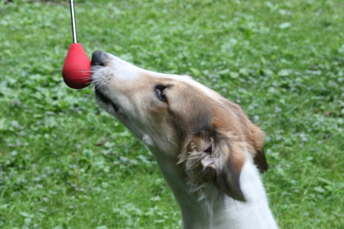 adiestramiento canino target