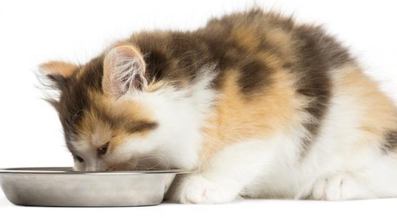 alimentos para gatos