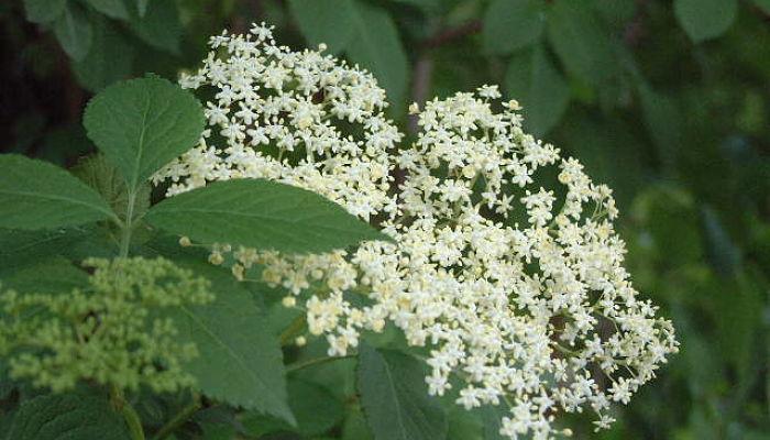 saúco para la alergia cutánea