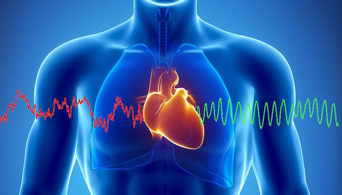 la taurina y el sistema cardiovascular