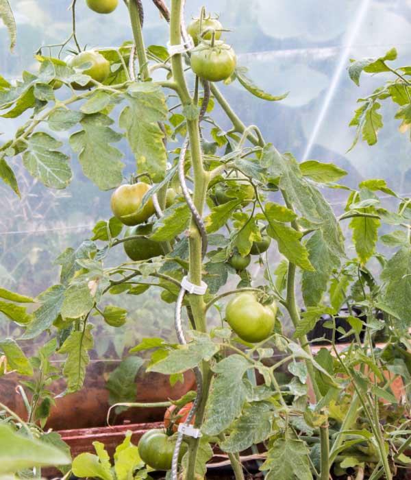 tutor-cultivo-tomatera