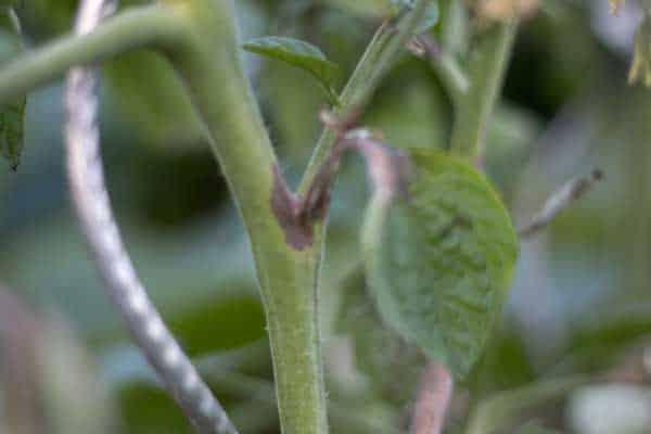 chupon-mildiu-tomate