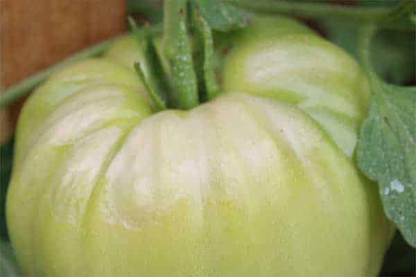 fruto-tomate-mildiu