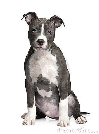 cachorro-terrier-de-staffordshire-americano