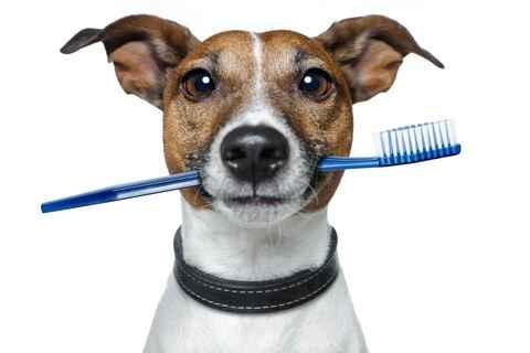 Limpieza dental perros