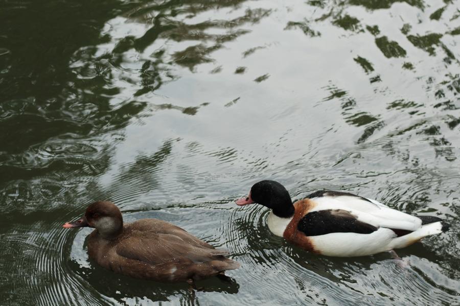 LMAL5-PASEO-BAJO-LA-LLUVIA- 8 - copia