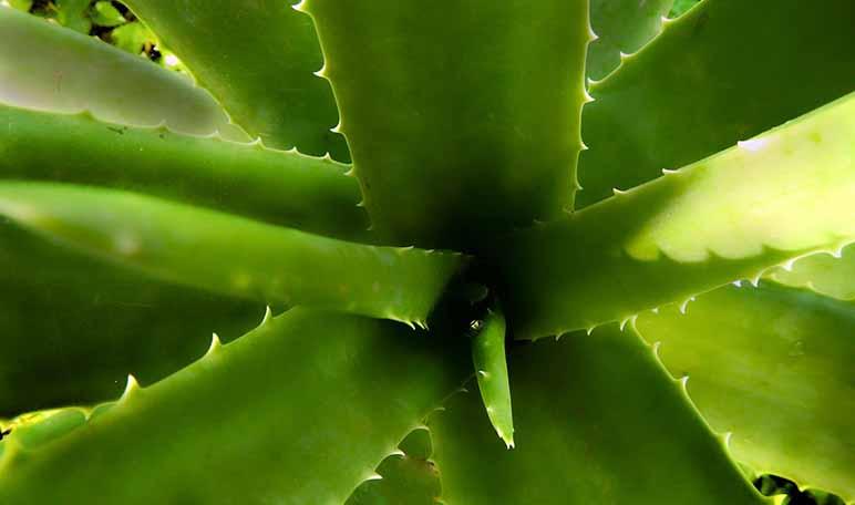 10 tips de belleza naturales y caseros