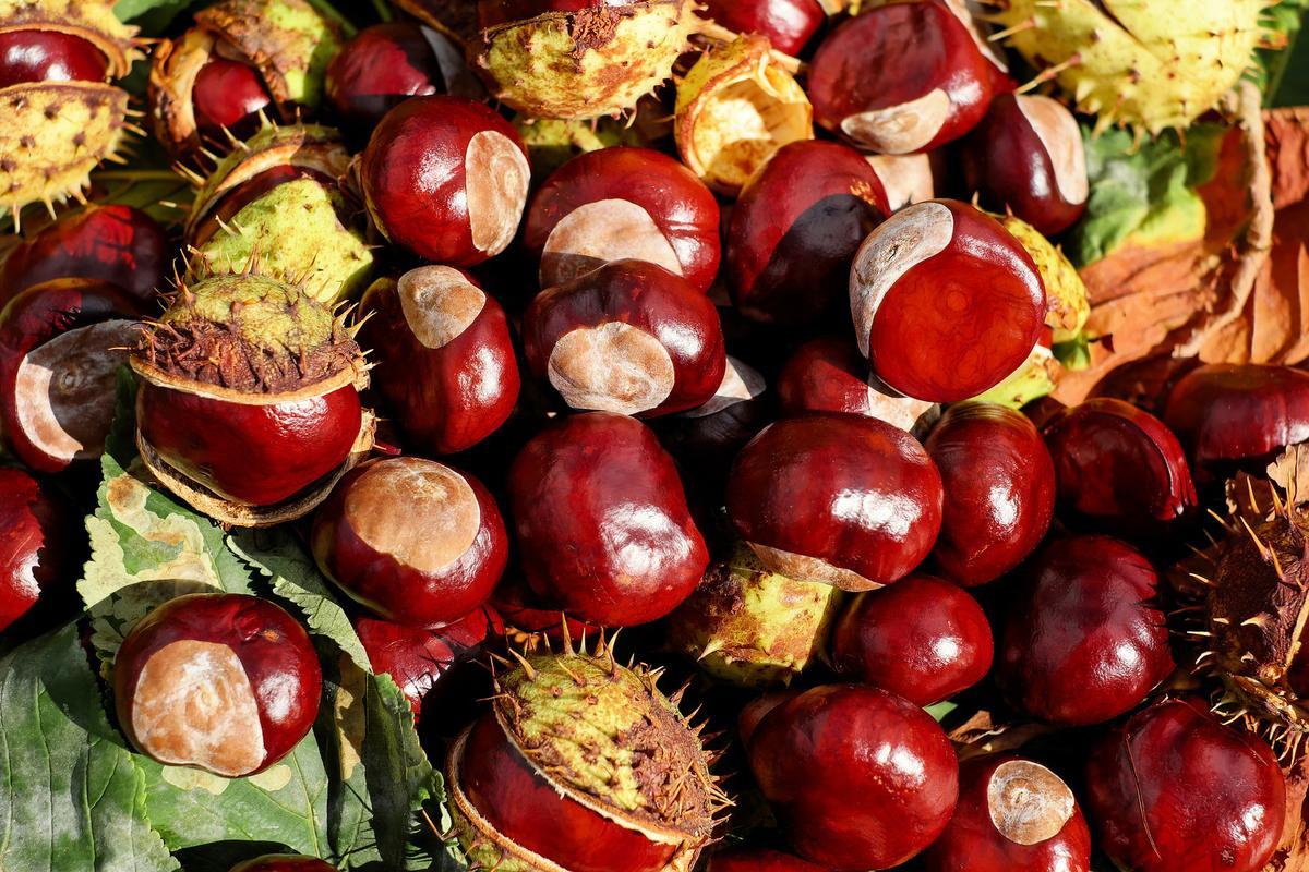 frutas y verdura de temporada, frutas, dieta, salud, frutas de otoño