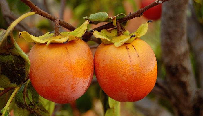 frutas de la temporada otoñal