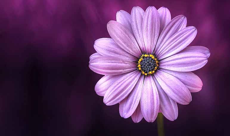 8 beneficios de los tips de belleza caseros