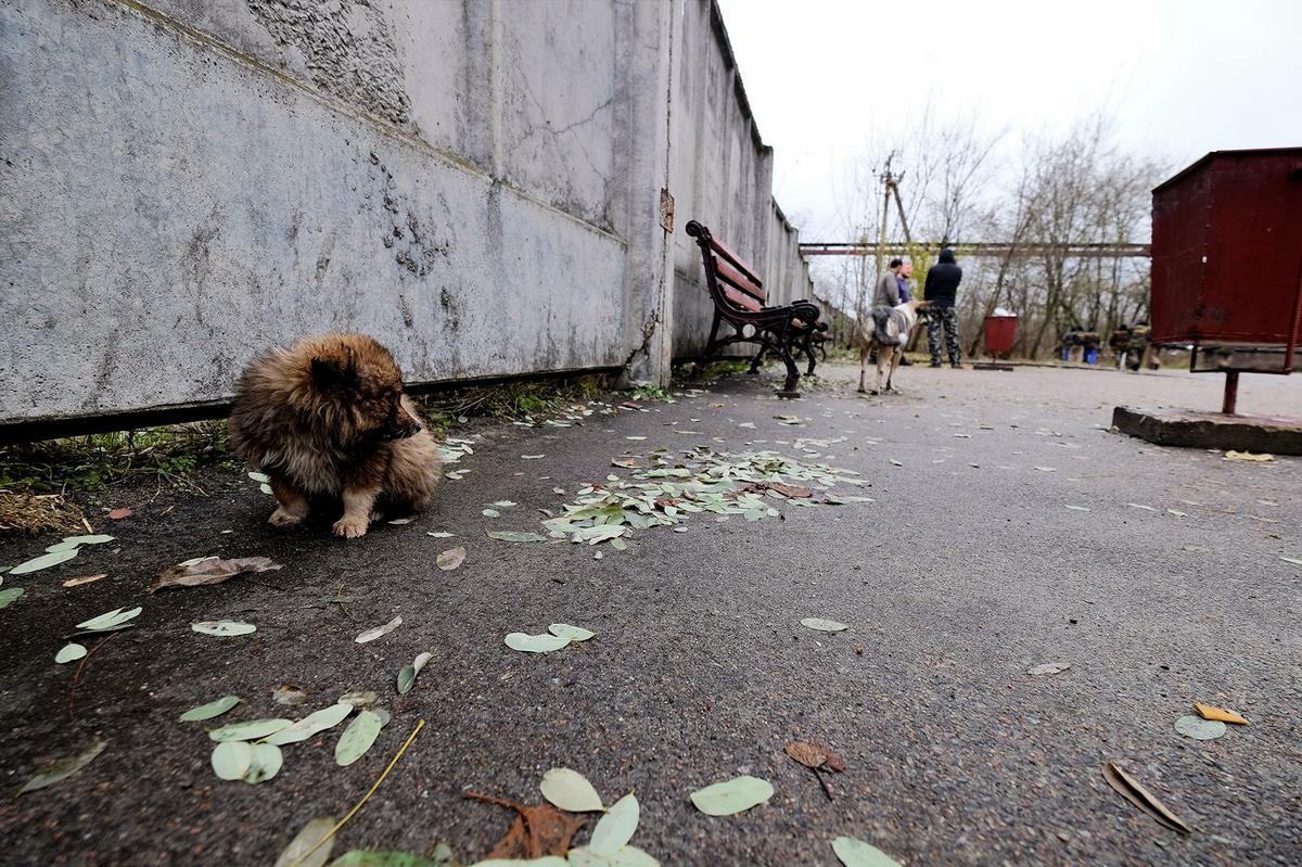 perros de Chernobil