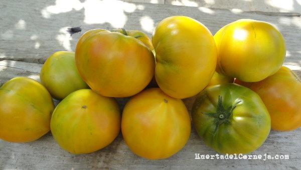 Tomates amarillos
