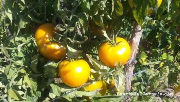 Tomates amarillos en planta