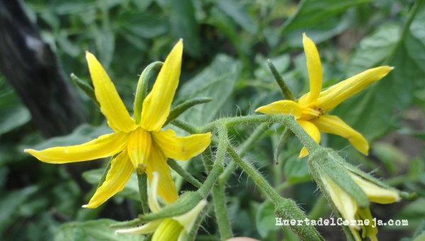 Flores de tomate