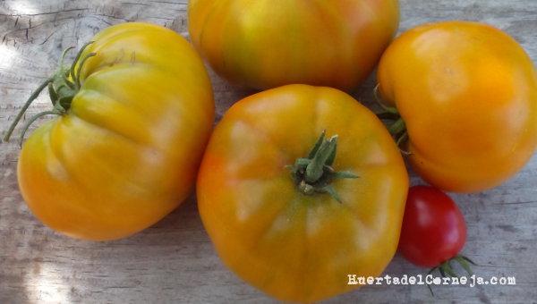 Tomates amarillos y cherry