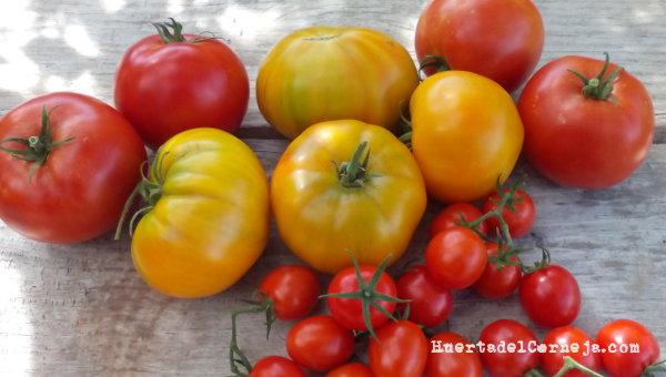 Tomates tres cantos, amarillos y cherry