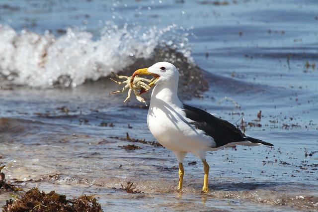 Gaviota comiendo cangrejos