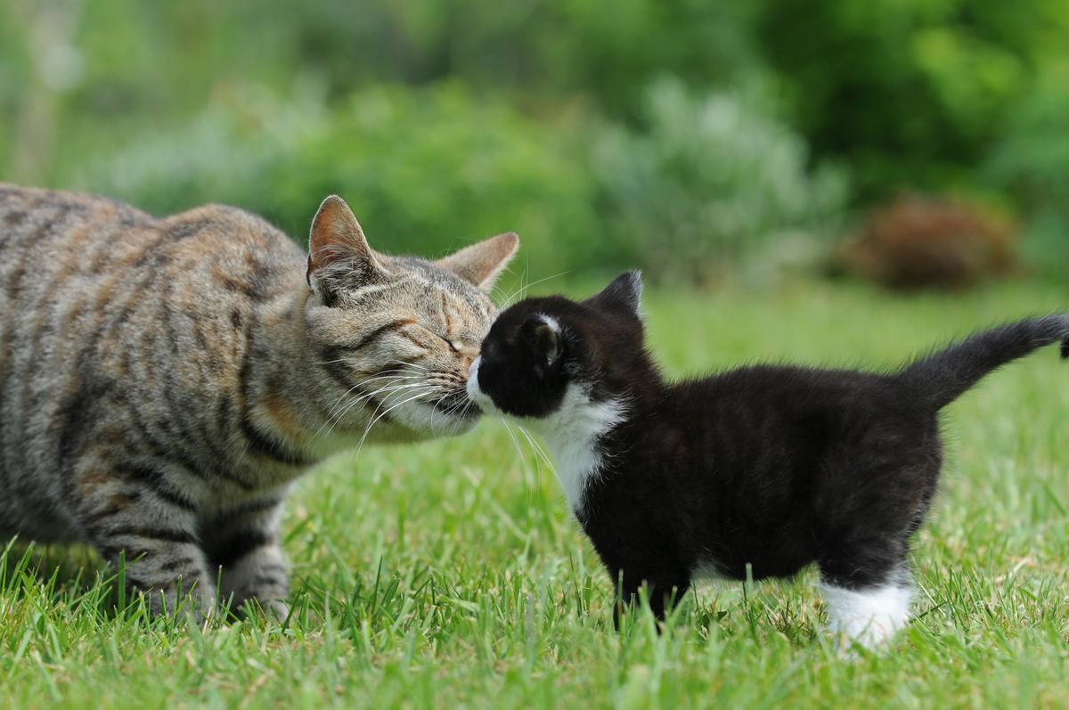peleas entre gatos