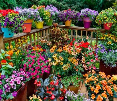 sol, plantas, vacaciones, tips, terraza llena de plantas con flores