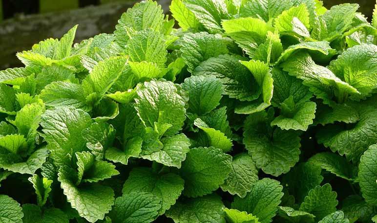 Remedios naturales para dormir bien