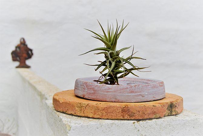 Cómo cuidar tus plantas, la guía