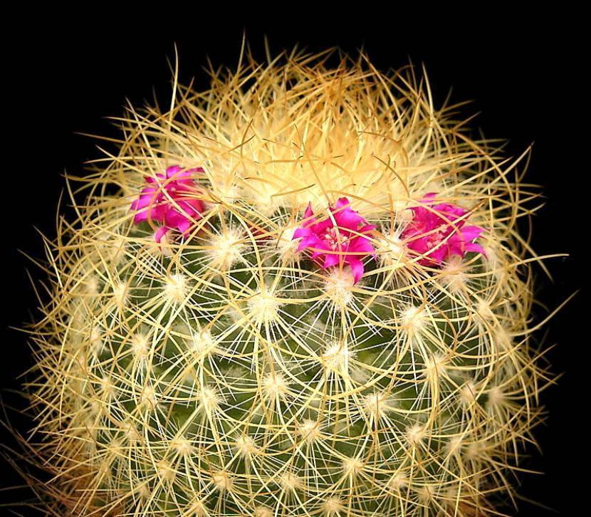 Mammillaria rhodantha ssp pringlei