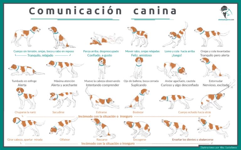 comunicacion_canina_posiciones corporales de los perros y su significado